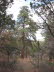 Huge Pine Tree